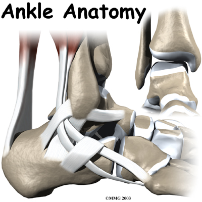 Ankle Anatomy